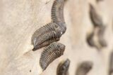 Foot Mortality Plate Of Sokhretia Trilobites - Massive Display! #164746-6